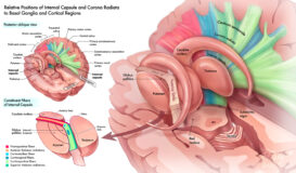 Award of Excellence, AMI 2021 / Relative Positions of Internal Capsule and Corona Radiata to Basal Ganglia and Cortical Regions